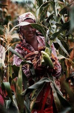 Environ 345 000 paysans affectés par les conflits au Mozambique | Questions de développement ... | Scoop.it