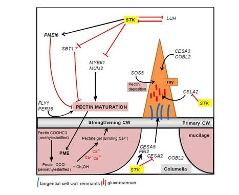 The developmental regulator STK controls the structure and mechanical properties of the Arabidopsis seed coat. | The Plant Cell | Scoop.it