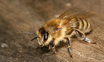 Mehiläiset | Wikiwand | 1Uutiset - Lukemisen tähden | Scoop.it