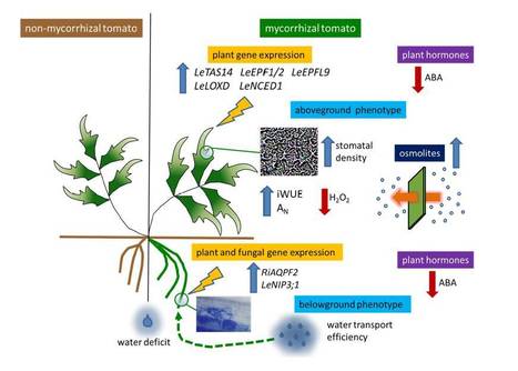 Insights On the Impact of Arbuscular Mycorrhiza...