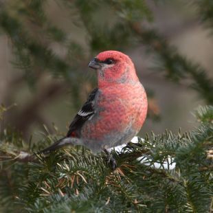 Un cadeau du ciel: invasion d’oiseaux nordiques au Québec | Les oiseaux au gré du vent | Scoop.it