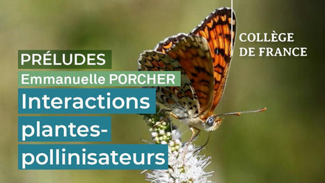 Interactions plantes-pollinisateurs : hier, aujourd’hui et demain - Emmanuelle Porcher | EntomoScience | Scoop.it