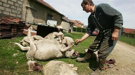 Région | Le loup est dans la plaine | Pastoralisme Ours Loups Lynx | Scoop.it