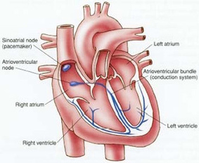 Going Viral: Genetically Engineering a Pacemaker (Interview) | Digitized Health | Scoop.it