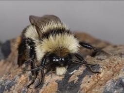 Espèces menacées : une liste rouge pour les abeilles sauvages en France | EntomoNews | Scoop.it