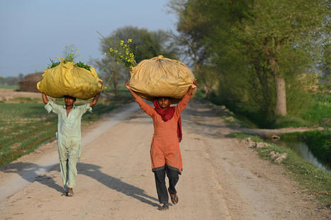 Asia-Pacific countries urged to rapidly transform agrifood systems as hopes fade for achieving the Sustainable Development Goals by 2030 | Agroecologie et Systèmes Alimentaires Durables | Scoop.it