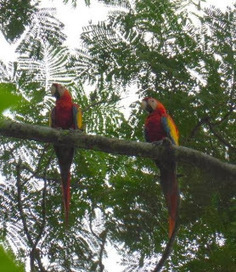 BWRC and Chiquibul Scarlet Macaws | Cayo Scoop!  The Ecology of Cayo Culture | Scoop.it