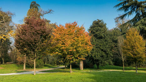 Mons : une autorisation bientôt obligatoire pour abattre un arbre sur terrain privé - RTBF Actus | Ecodéveloppement territorial | Scoop.it