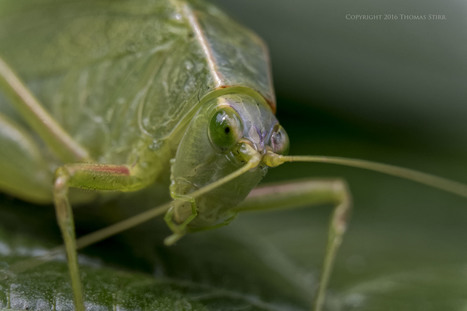 Leafhopper with 30-110mm - Thomas Stirr Photography | Mirrorless Cameras | Scoop.it