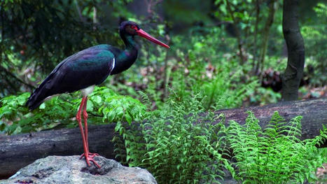 La C&ocirc;te-d'Or et le Parc national des For&ecirc;ts, une r&eacute;gion accueillante pour la cigogne noire | Parcs nationaux, r&eacute;gionaux et autres espaces naturels prot&eacute;g&eacute;s | Scoop.it