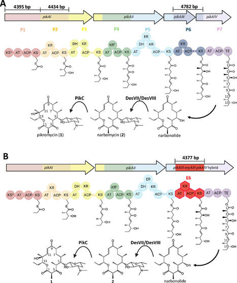 A CRISPR-Cas9 system for knock-out and knock-in of high molecular weight DNA enables module-swapping of the pikromycin synthase in its native host | Mcf | RMH | Scoop.it