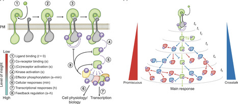 Masters of perception: phosphorylation-dependent signaling in plants | nphy | RMH | Scoop.it