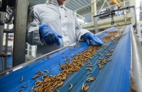 Foodtech&nbsp;: la&nbsp;France s&rsquo;organise pour combler son&nbsp;retard | INNOVATIONS | Scoop.it