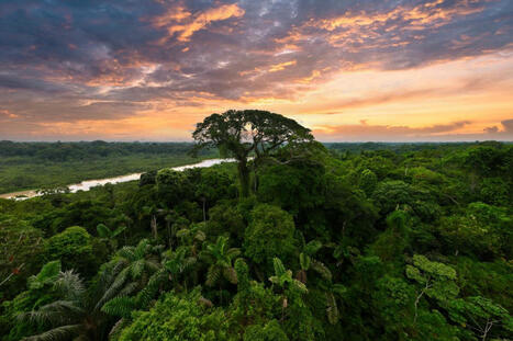 On World Rainforest Day, the world confronts an unprecedented wave of tropical forest loss | RAINFOREST EXPLORER | Scoop.it