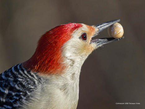 Photographing Woodpeckers with Bird AI | Mirrorless Cameras | Scoop.it