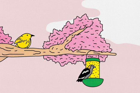 Why birds and their songs are good for our mental health | consumer psychology | Scoop.it