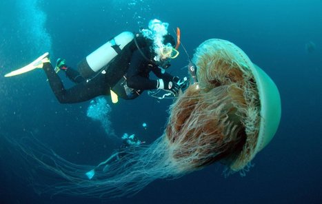 Photo Gallery: The Jellification of the Seas | OUR OCEANS NEED US | Scoop.it