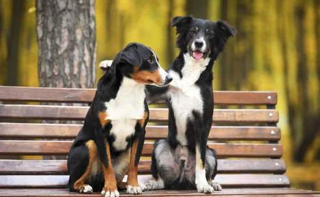 Dogs Understand Fairness, Empathy, and Inequality | Empathy and Animals | Scoop.it