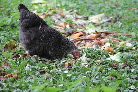 En baie de Somme, des poules composteuses réduisent la facture déchets (80) | Vers la transition des territoires ! | Scoop.it