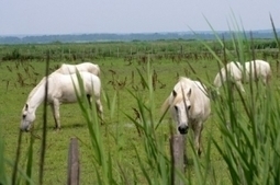 Virus du Nil occidental : la France épargnée… pour l’instant - mais la surveillance se poursuit ! | Camargue Nature | Scoop.it