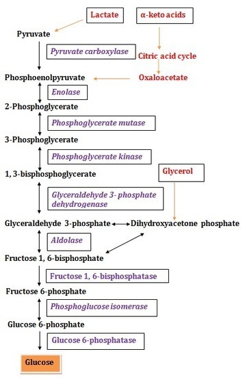 Gluconeogenesis - What is Gluconeogenesis, Subs