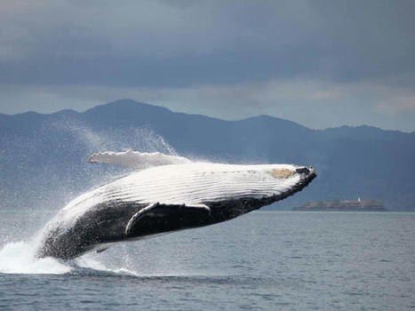 Le suivi des baleines à bosse dans l’océan Indien | Biodiversité | Scoop.it