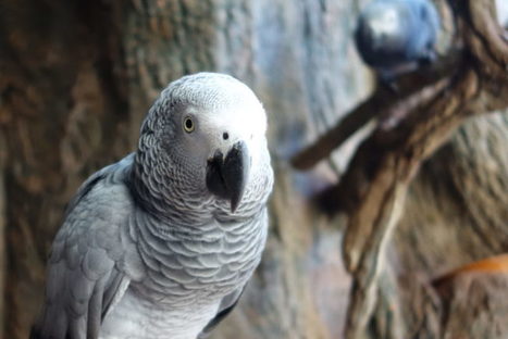 Grey Parrots are Good Samaritans | Dolly Nirvana | Scoop.it