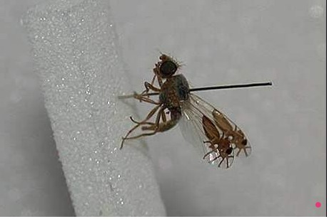 La fourmi dessinée, simple paréidolie ou plus ? | EntomoScience | Scoop.it