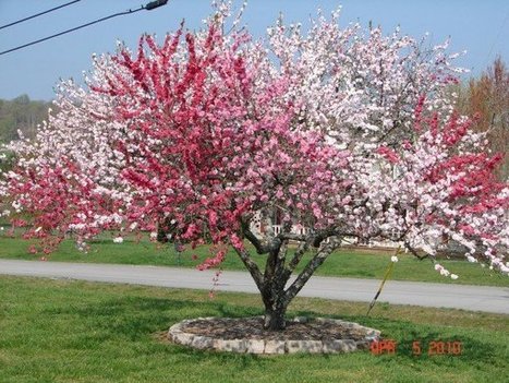5 in 1 peach tree | 1001 Gardens | 1001 Gardens ideas ! | Scoop.it