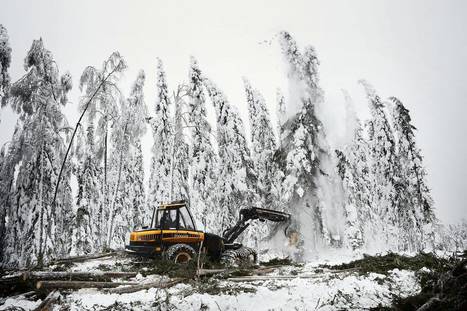 Metsää kaadetaan ennätystahtiin, ja tulot virtaavat etelään: ”Kun fyysinen etäisyys metsään kasvaa, niin henkinen etäisyys kasvaa myös, ja metsää on helpompi hakata” - Talous | HS.fi | 1Uutiset - Lukemisen tähden | Scoop.it