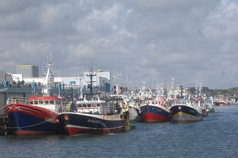 Pêche.  Le secteur chamboulé par le climat | Biodiversité | Scoop.it