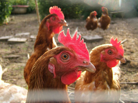 La poule s'invite en ville | Nature en ville | Scoop.it