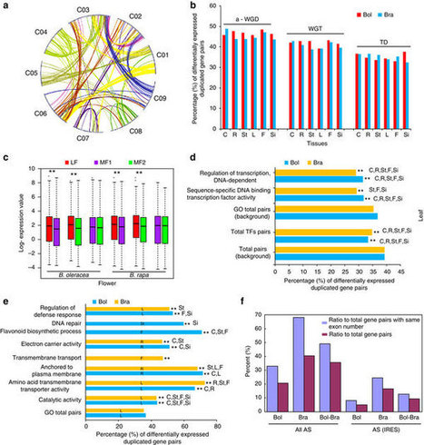 The Brassica oleracea genome reveals the asymmetrical evolution of polyploid genomes : Nature Communications | SEED-DREAM Lab info | Scoop.it