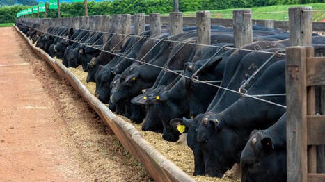 Les importations de boeuf br&eacute;silien suspendues au 3 septembre 2026 | SCIENCES DE L' ANIMAL | Scoop.it