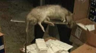 Un rat mutant d'un mètre fait les soldes à New York ! | Informations | Scoop.it