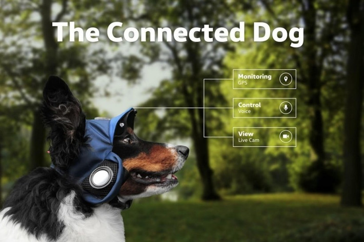 A connected cap for letting your pooch explore the city on its own? See the #video | WHY IT MATTERS: Digital Transformation | Scoop.it
