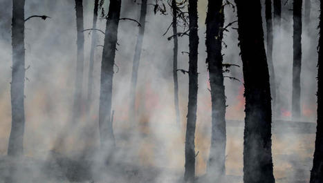 La fumée des incendies peut contenir des champignons mortels | Santé au travail  - Santé et environnement | Scoop.it