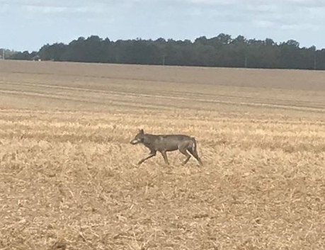 Sondage sur le loup en Eure-et-Loir : Pour une internaute, « Il faut le laisser vivre ! » | Loup | Scoop.it