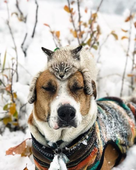 This Cat And Dog Love Travelling Together, And Their Pictures Are Absolutely Epic | IELTS, ESP, EAP and CALL | Scoop.it