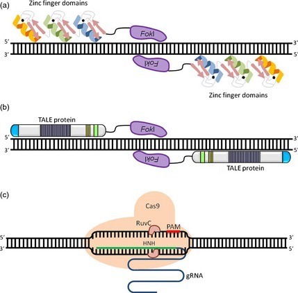 Genome engineering via TALENs and CRISPR/Cas9 s...
