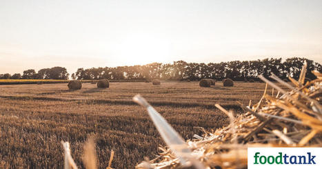 Global FOOD SECURITY During the War in Ukraine: Rising Prices and the Danger of Famine In Africa and Asia  | MED-Amin network | Scoop.it
