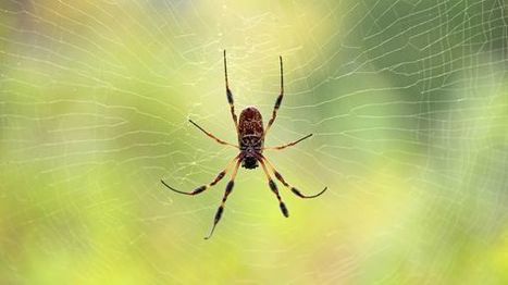 Comment se libérer de la phobie des araignées ? | Variétés entomologiques | Scoop.it