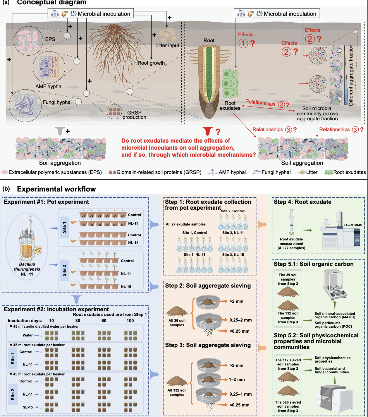 Microbial inoculations enhance soil aggregation...