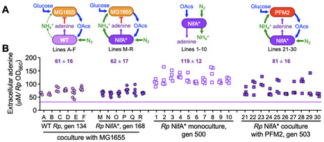 Metabolite toxicity as a driver of bacterial metabolite externalization | brveco | RMH | Scoop.it