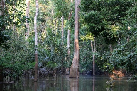 Art, Science, and the Vanishing Amazon&nbsp; | Rainforest CLASSROOM | Scoop.it
