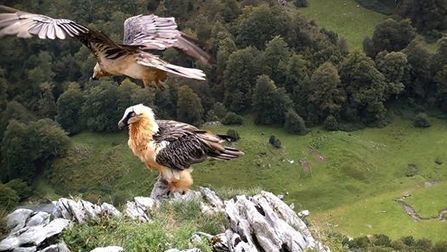 La reproduction du Gypaète barbu - Parc national des Pyrénées | Facebook | Vallées d'Aure & Louron - Pyrénées | Scoop.it