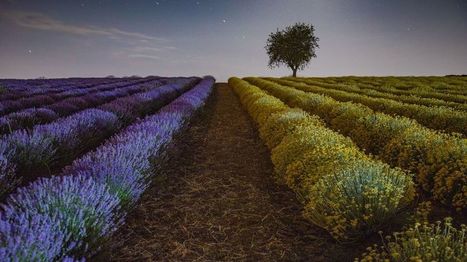 Les plantes en France déjà modifiées par le changement climatique - rts.ch - Sciences-Tech. | SCIENCES DU VEGETAL | Scoop.it