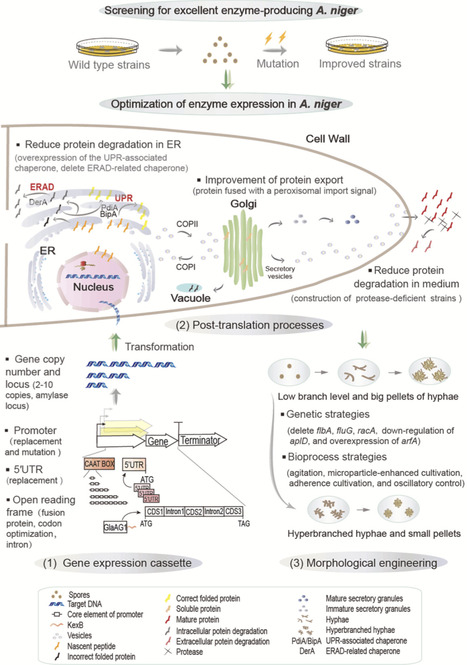 Developing Aspergillus niger as a cell factory for food enzyme production | BAdv | RMH | Scoop.it