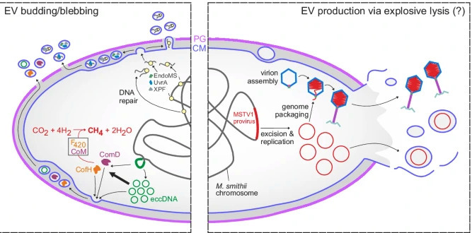 Biogenesis of DNA-carrying extracellular vesicl...