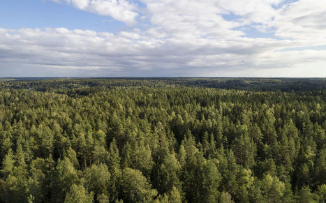 MTK puhuu ”kasvottomista sijoittajista”, rahastot aivan tavallisista suomalaisista – ketkä ovat metsäsijoitusten takana? | Yle Uutiset | yle.fi | 1Uutiset - Lukemisen tähden | Scoop.it